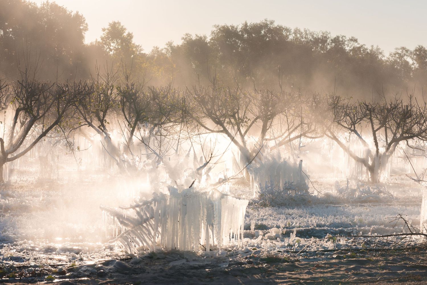 Misty winter morning landscape with frost covered trees and rising fog along a frozen riverbank.