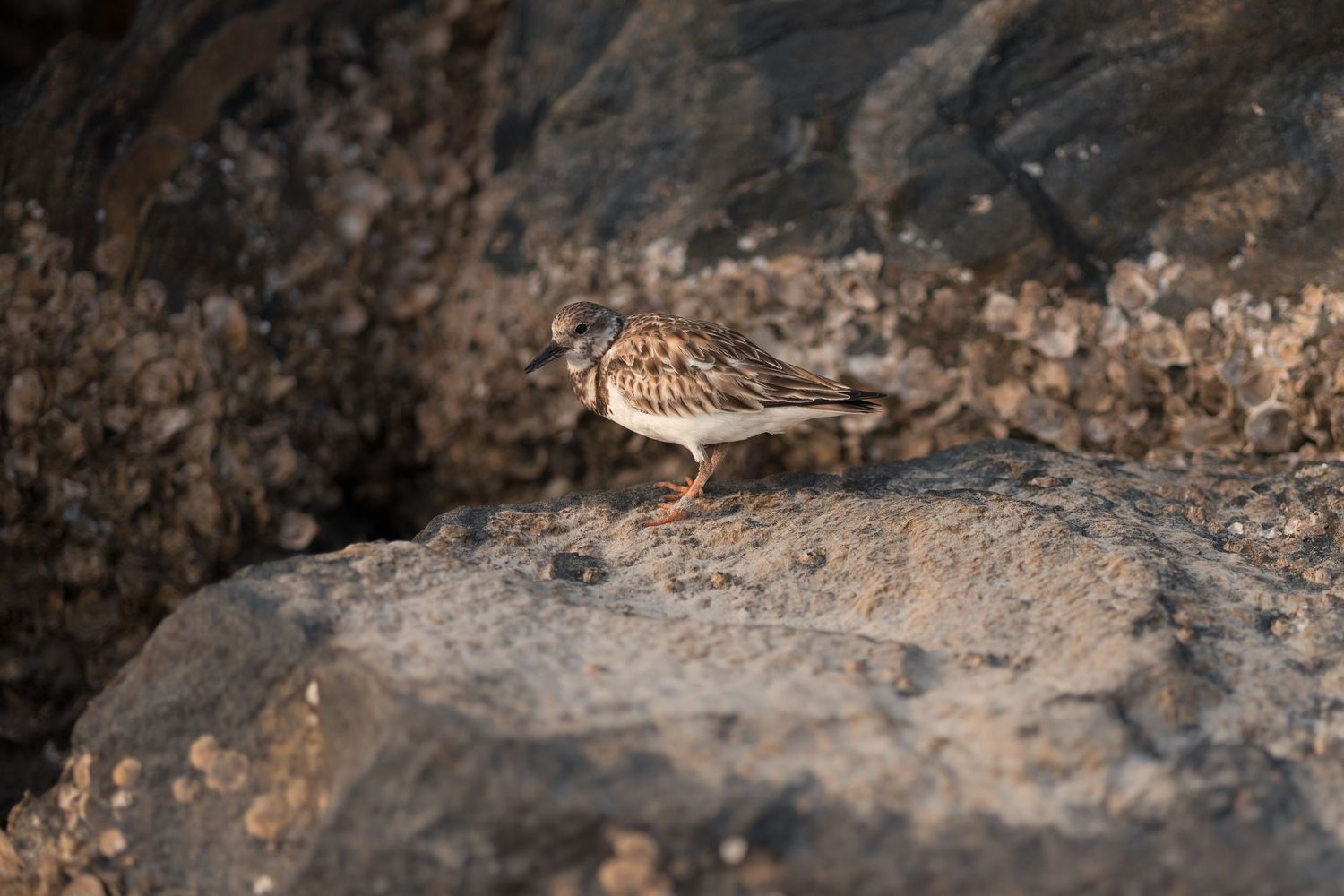 A snipe bird stands on rocky terrain while foraging for food in its natural habitat.