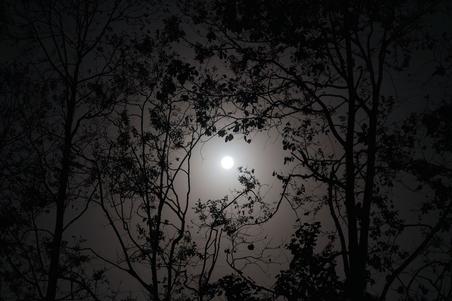 Silhouette of bare tree branches against a glowing full moon in a dark night sky.