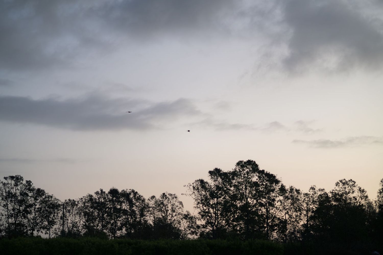 Silhouetted trees against a dramatic dusk sky with clouds and birds flying overhead in a serene landscape.