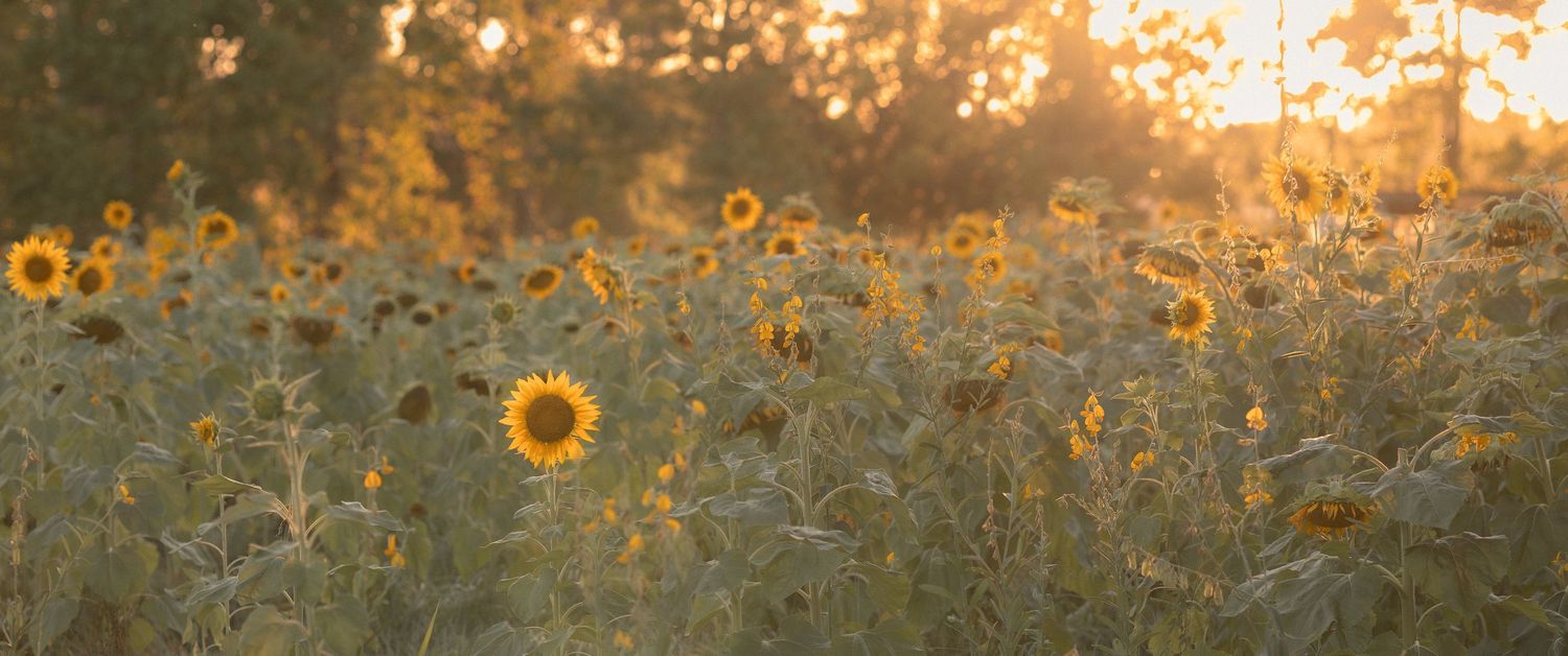 Golden sunlight illuminates a vast sunflower field at sunset, with warm glowing trees in the background.