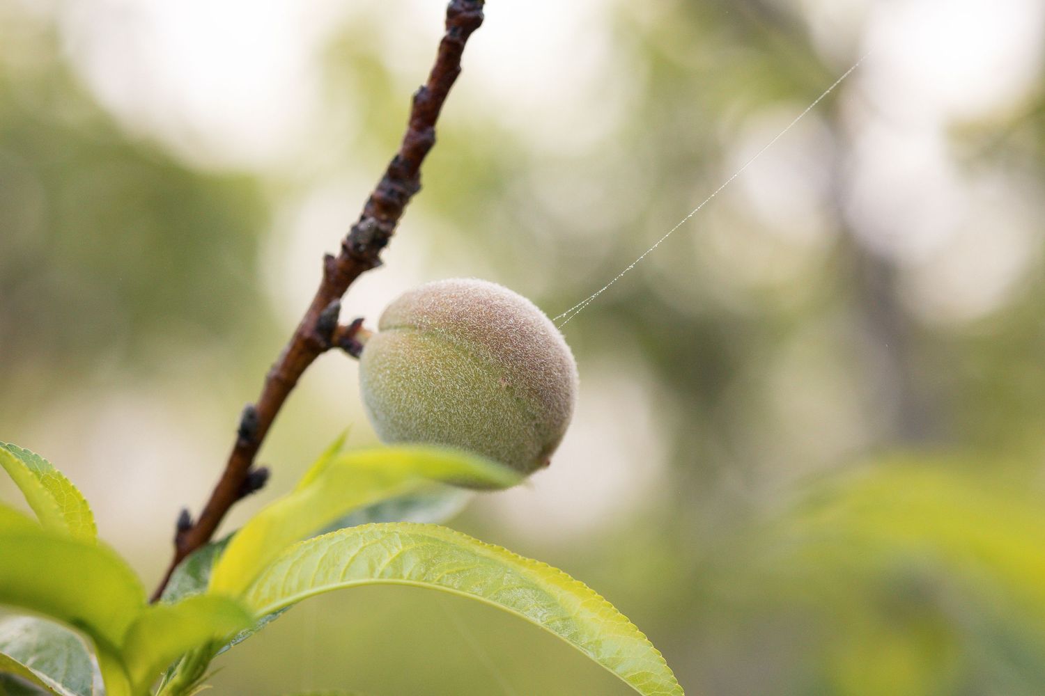 A peach grows on a tree branch surrounded by green leaves in a sunlit orchard.