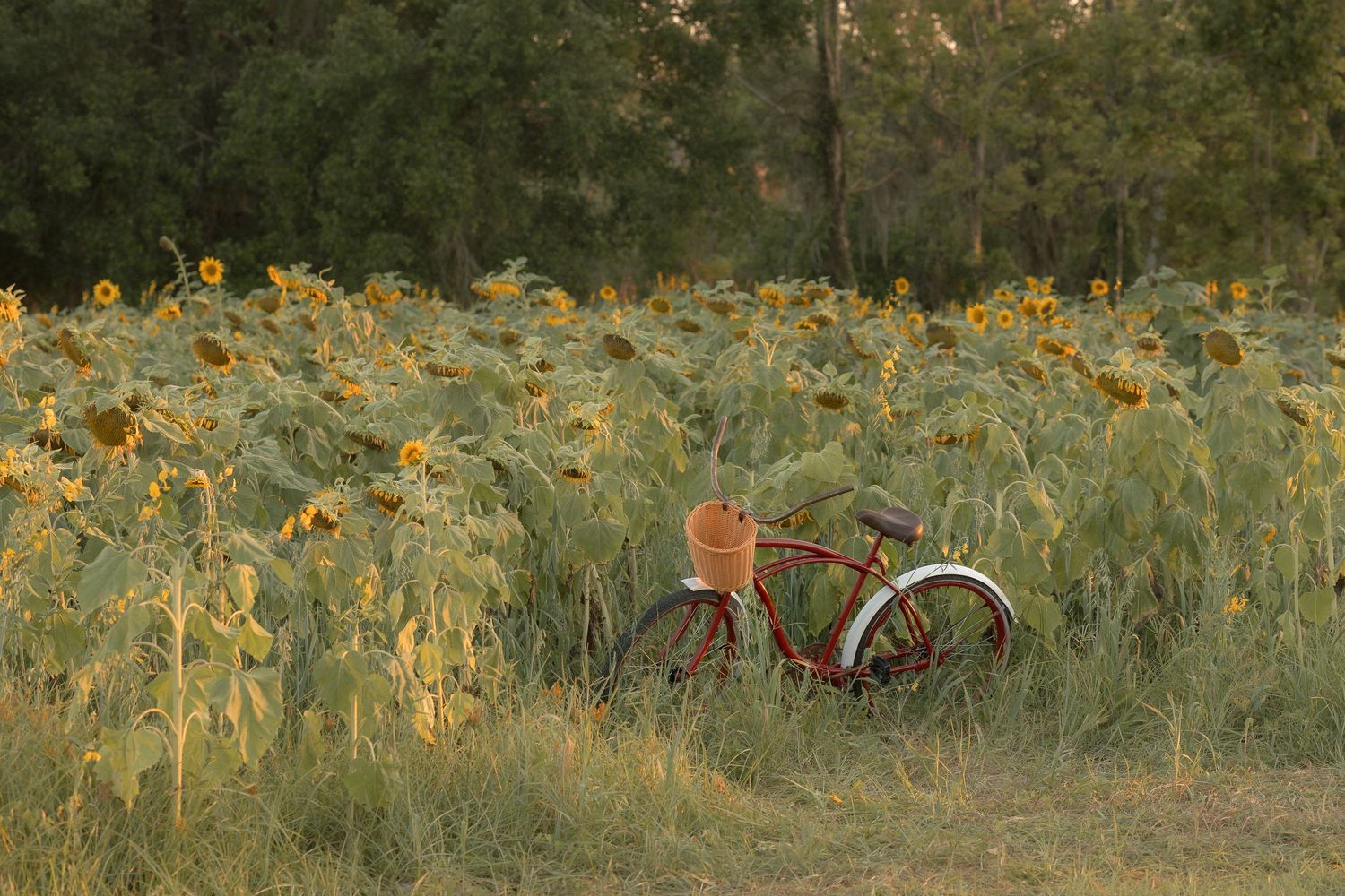 A rusty vintage bicycle parked in a vibrant sunflower field at golden hour with trees in the background.