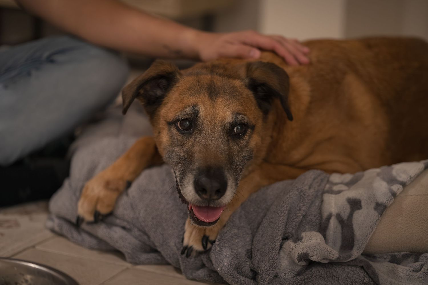 Brown dog with expressive eyes lying on grey cushion while being petted.