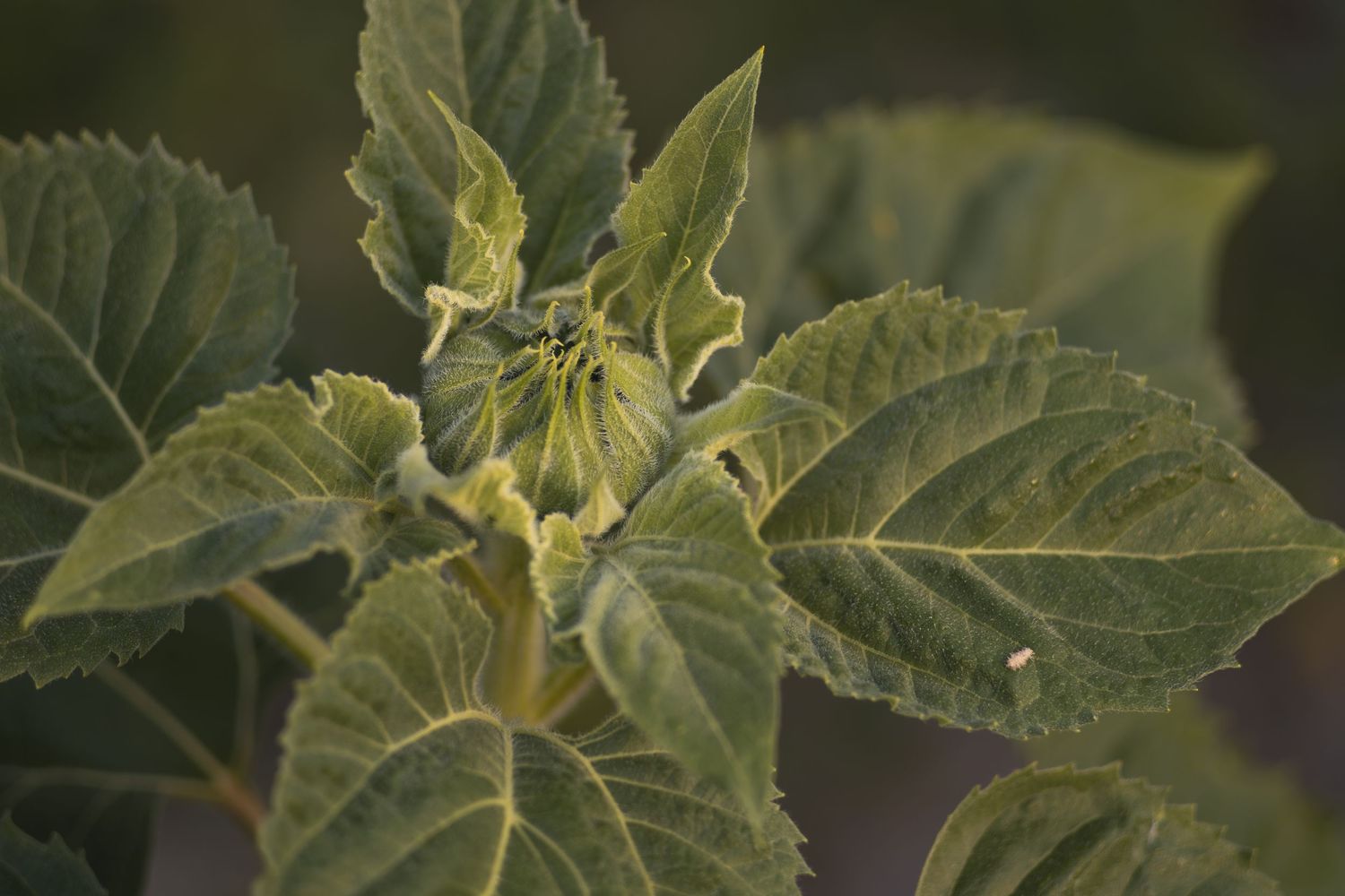 Close-up of vibrant green sunflower plant leaves with serrated edges in warm golden light.
