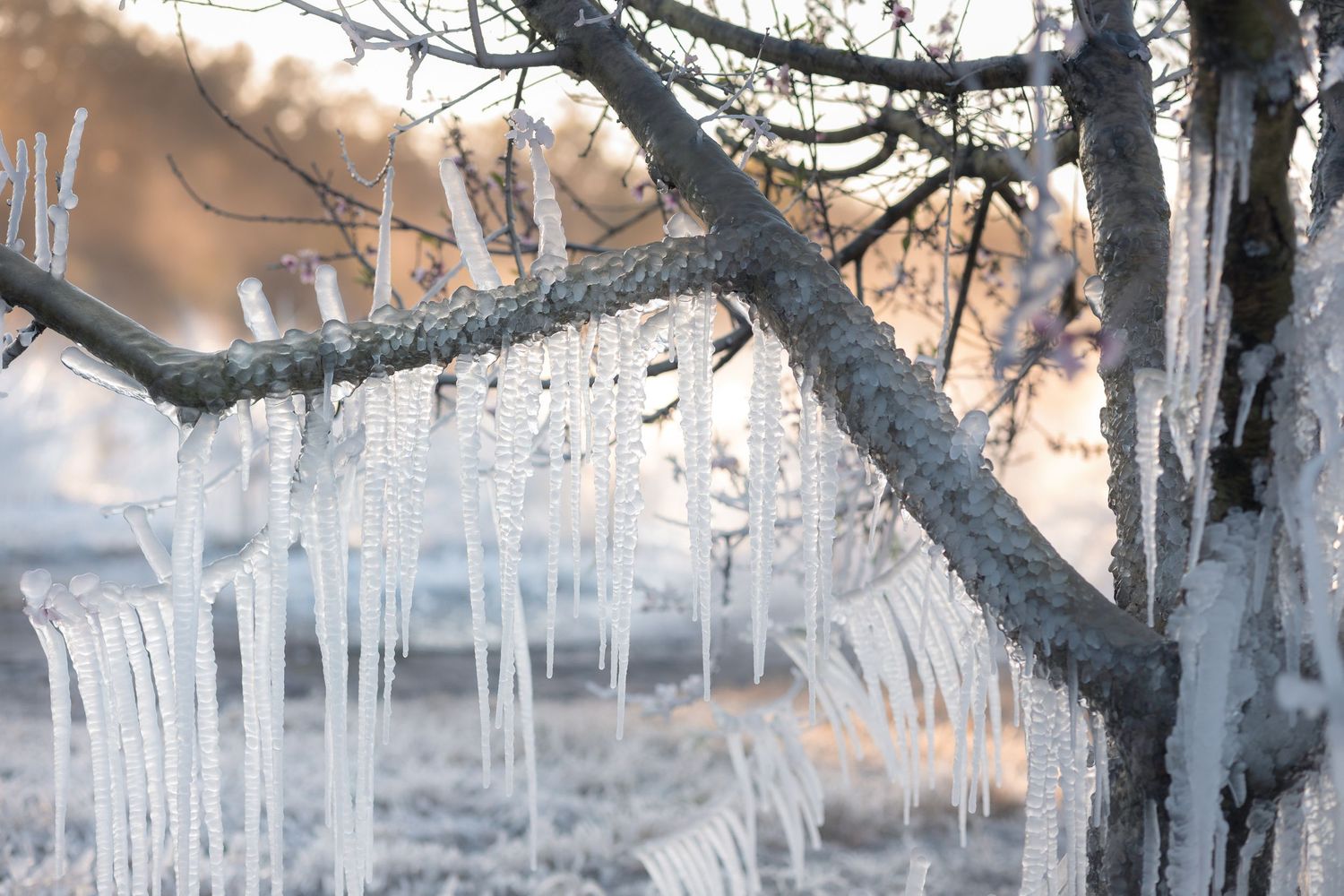 Long icicles hang from a snow-covered tree branch against a soft orange sunset sky in winter.