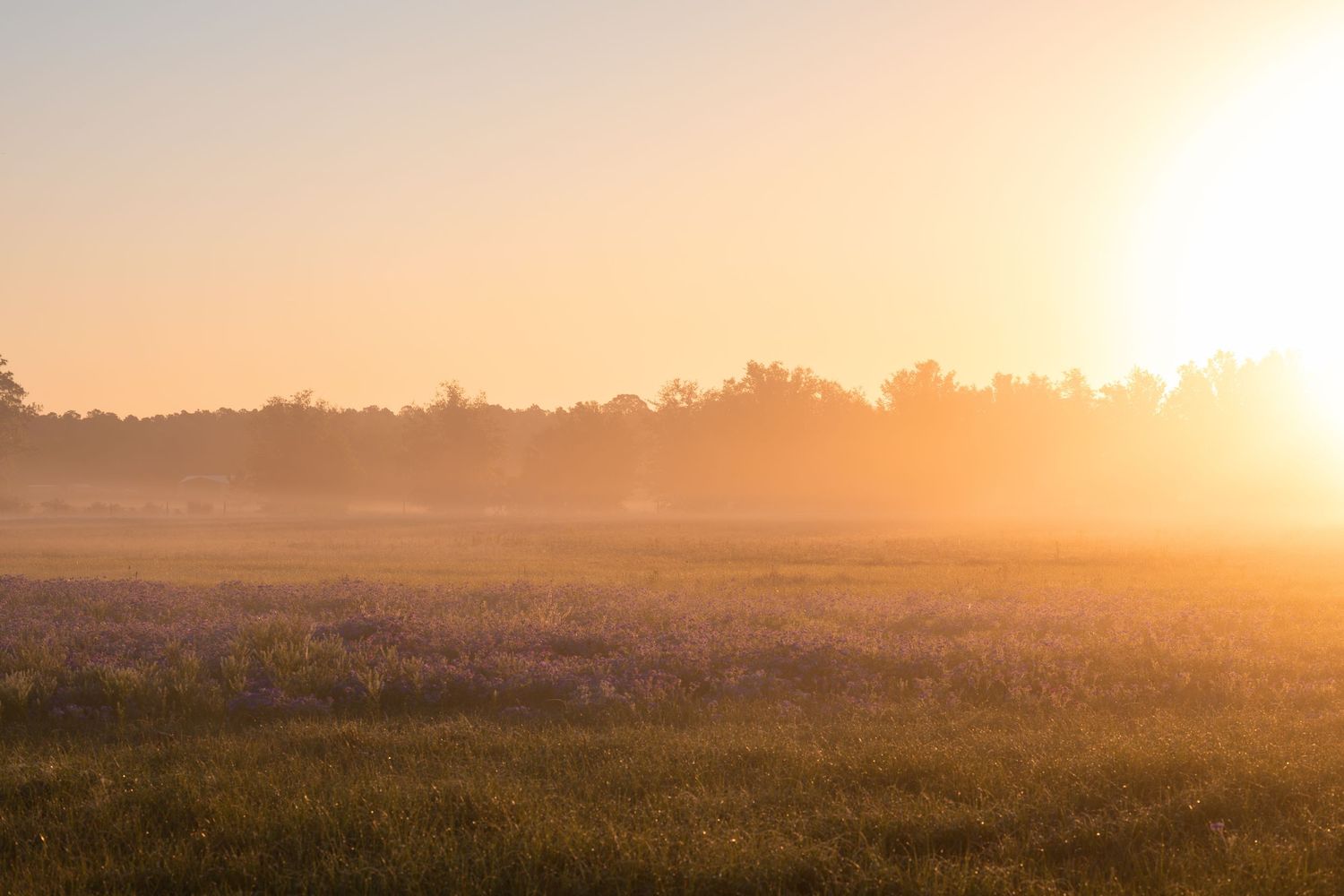 Misty sunrise over a wildflower meadow with golden light and silhouetted trees in the background.