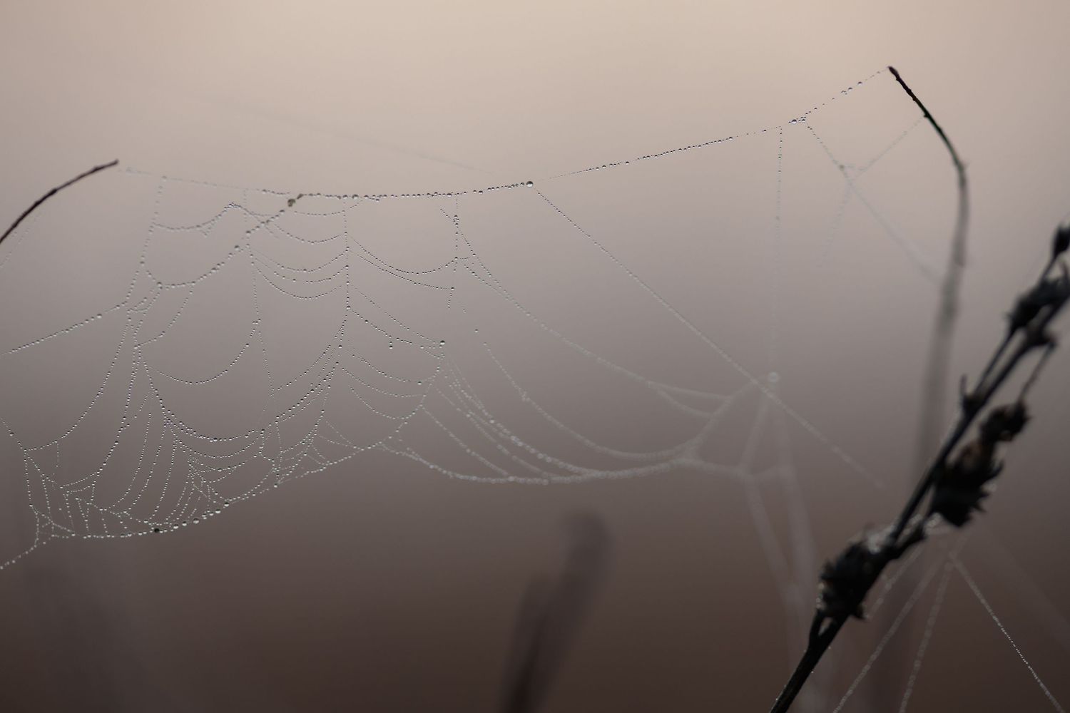 A close-up photograph of a delicate spider web with dew drops glistening in the morning light.