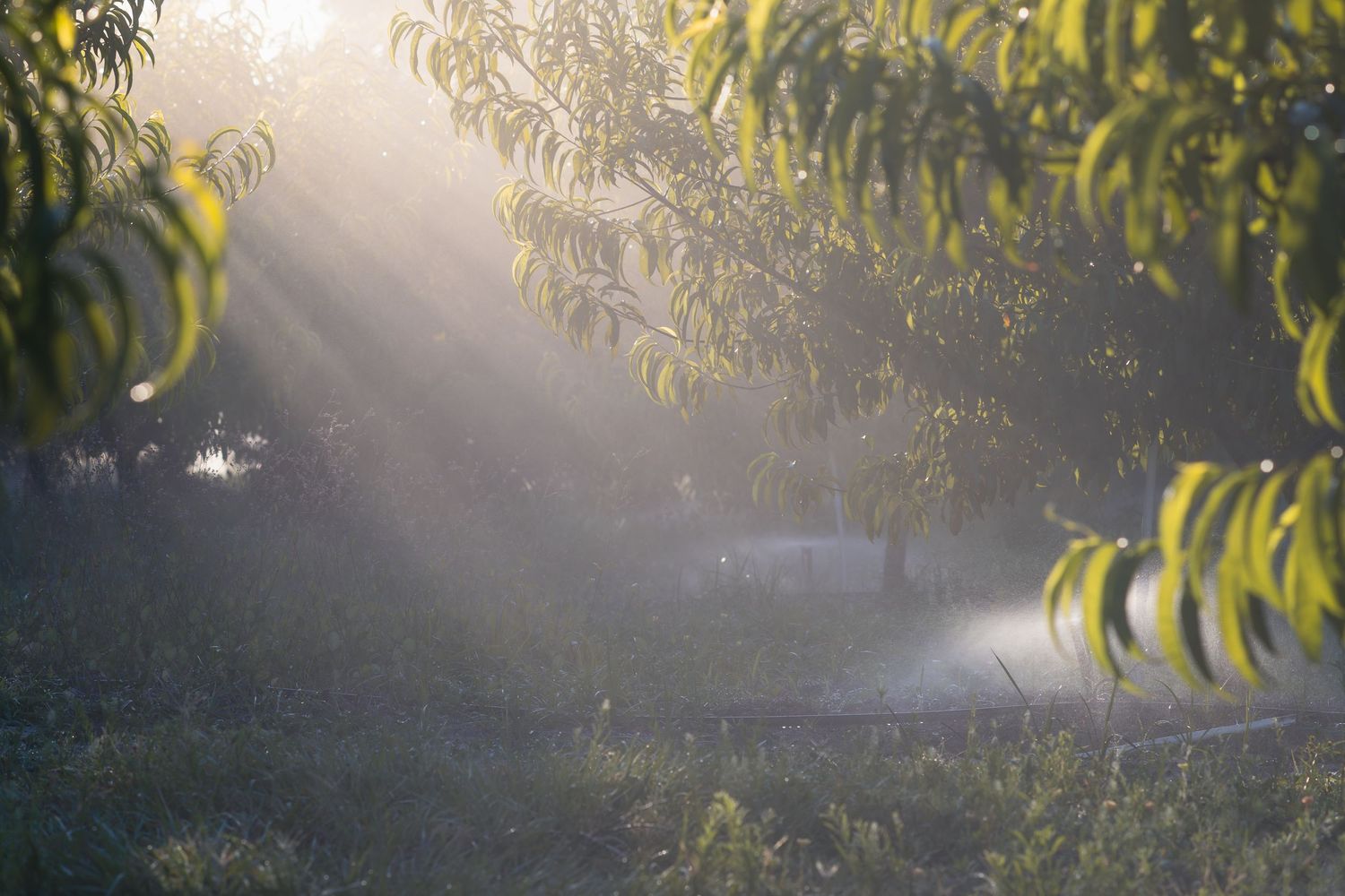 Sunbeams filter through peach tree leaves into a misty orchard with sprinklers running at golden hour.