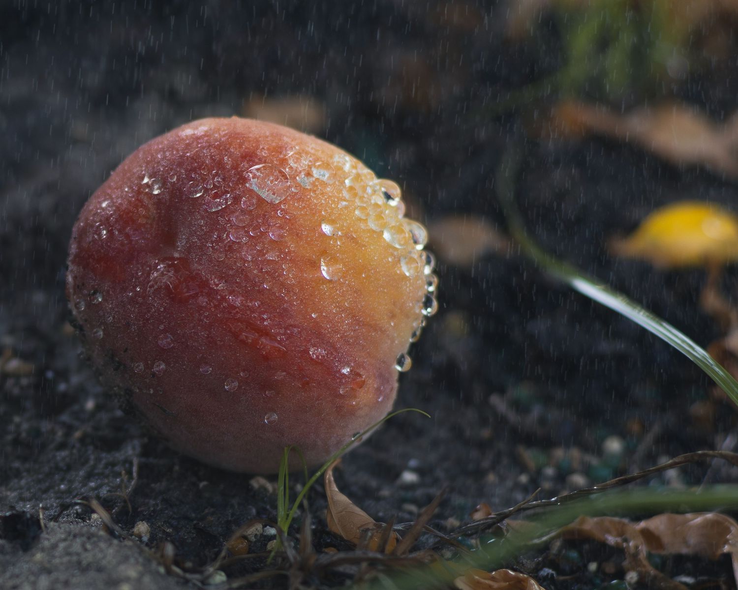 A ripe peach resting on wet ground in the rain, covered in water droplets with autumn leaves in the background.