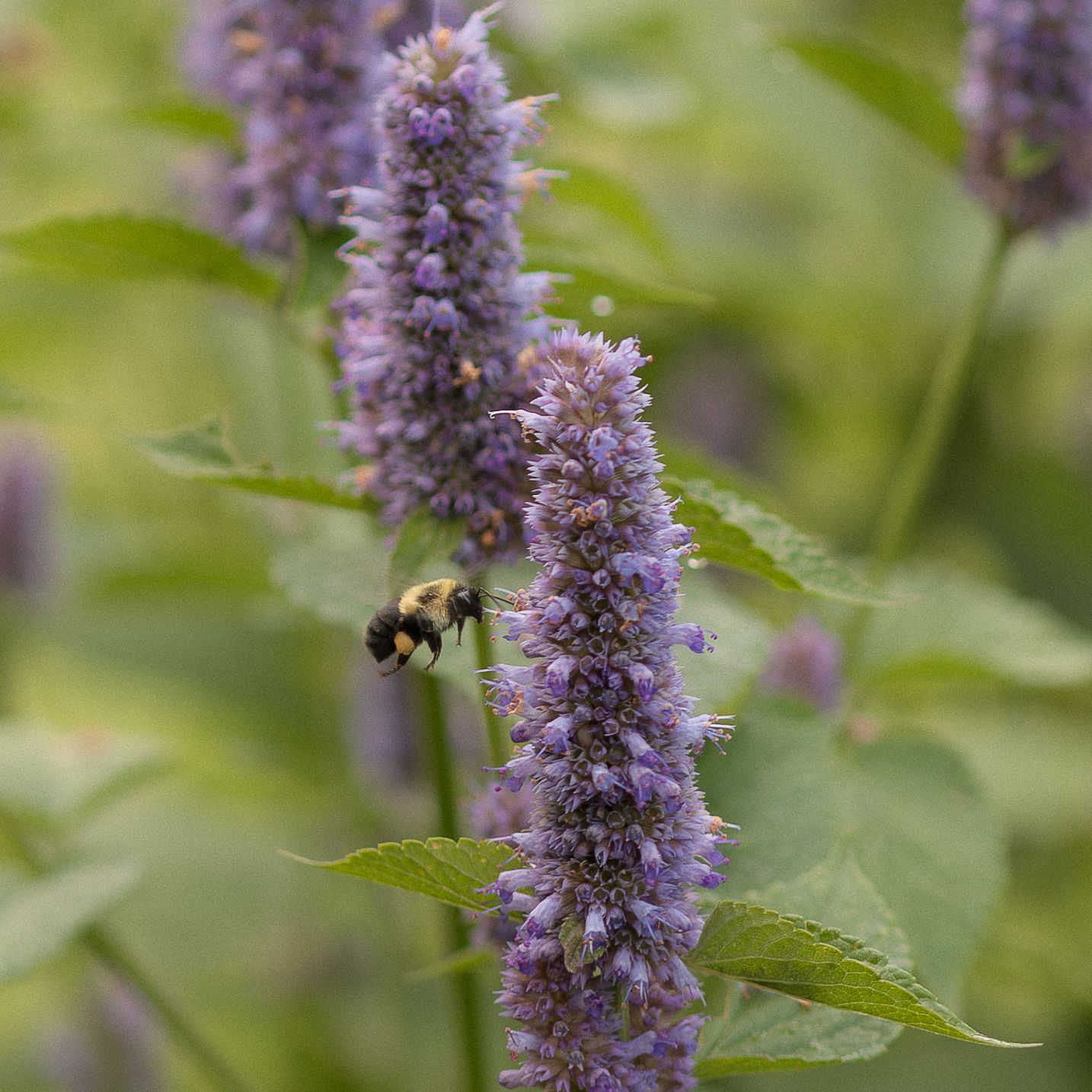 Bumblebee flying toward tall purple anise hyssop flower spikes surrounded by green foliage.