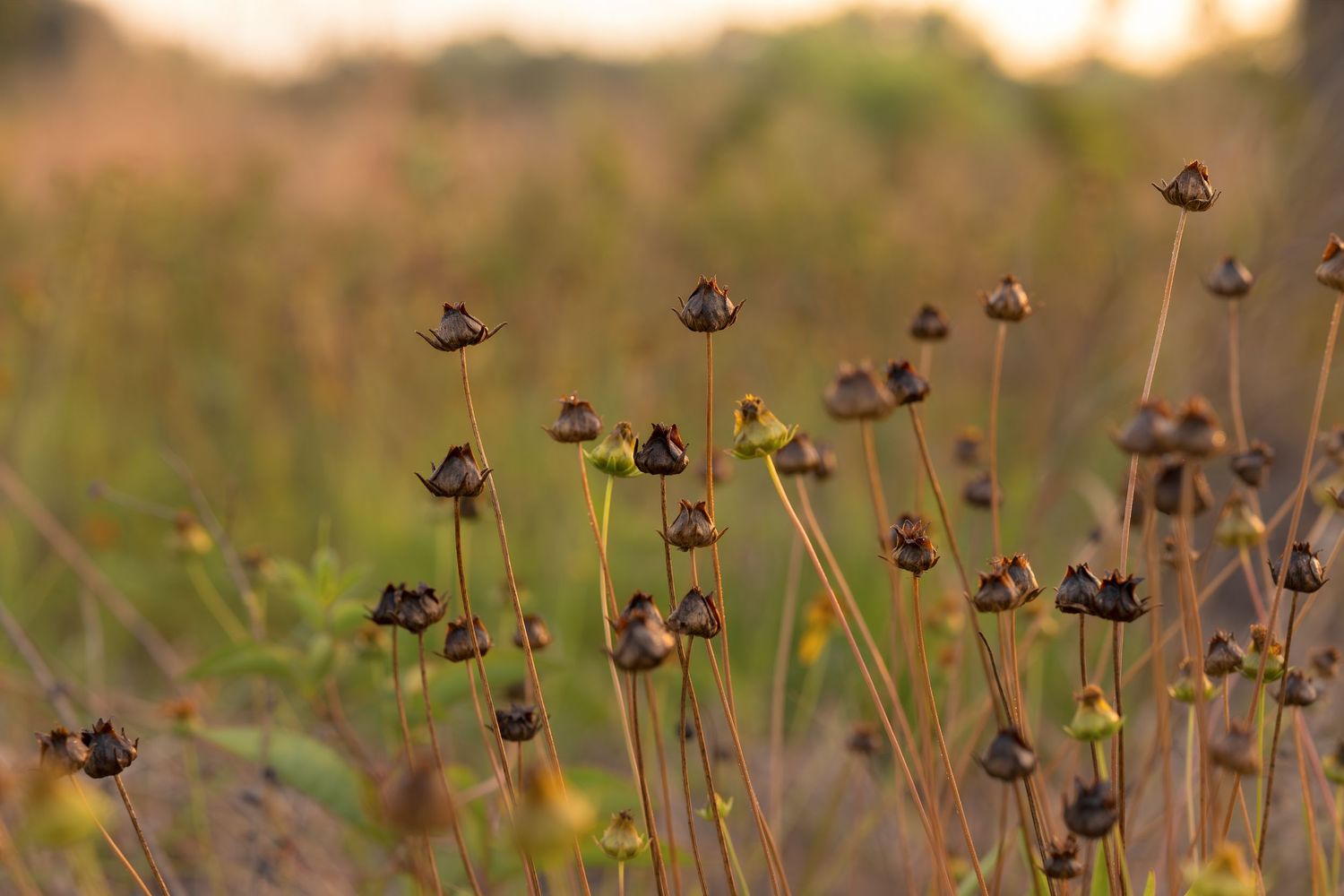 Dried wildflower seed heads on tall stems in a golden meadow at sunset, with a warm bokeh background.