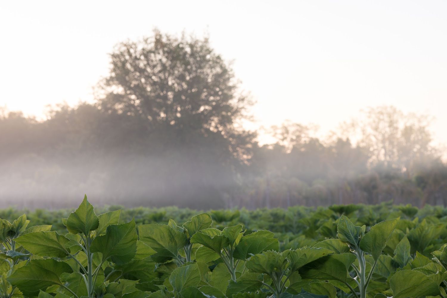 Misty morning over a lush green crop field with a large tree silhouetted against a foggy sunrise sky.