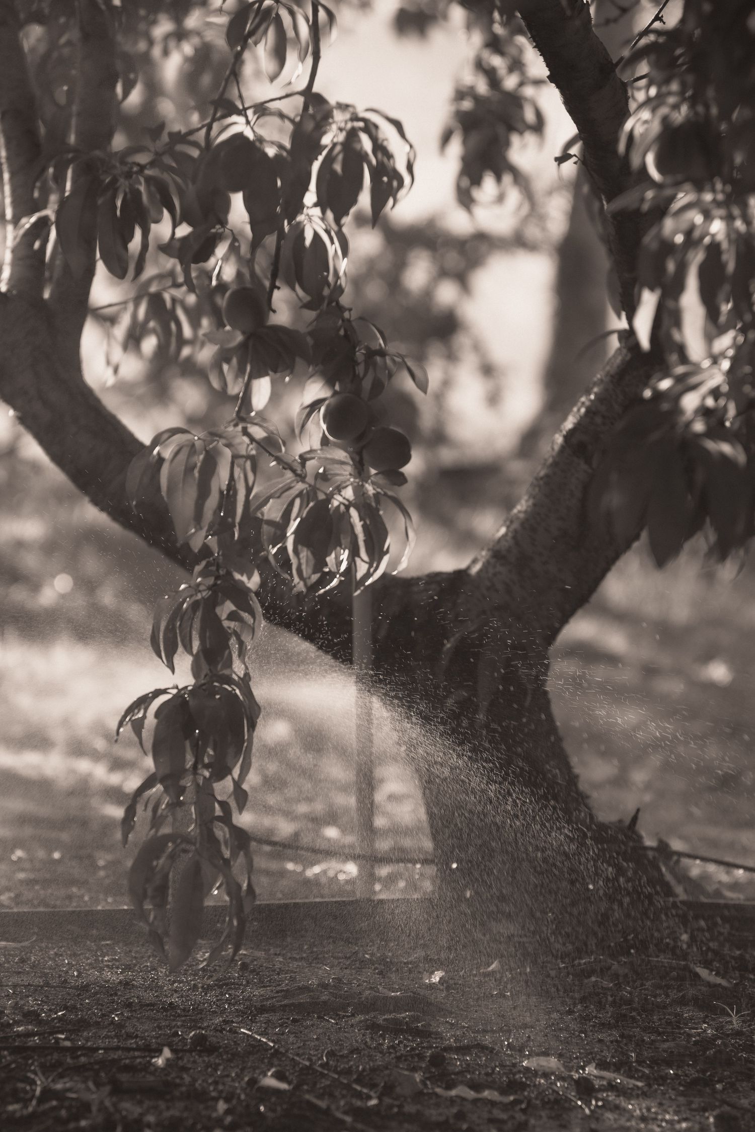 Sepia-toned peach tree being sprayed with water mist in an orchard, with fruit hanging from branches.