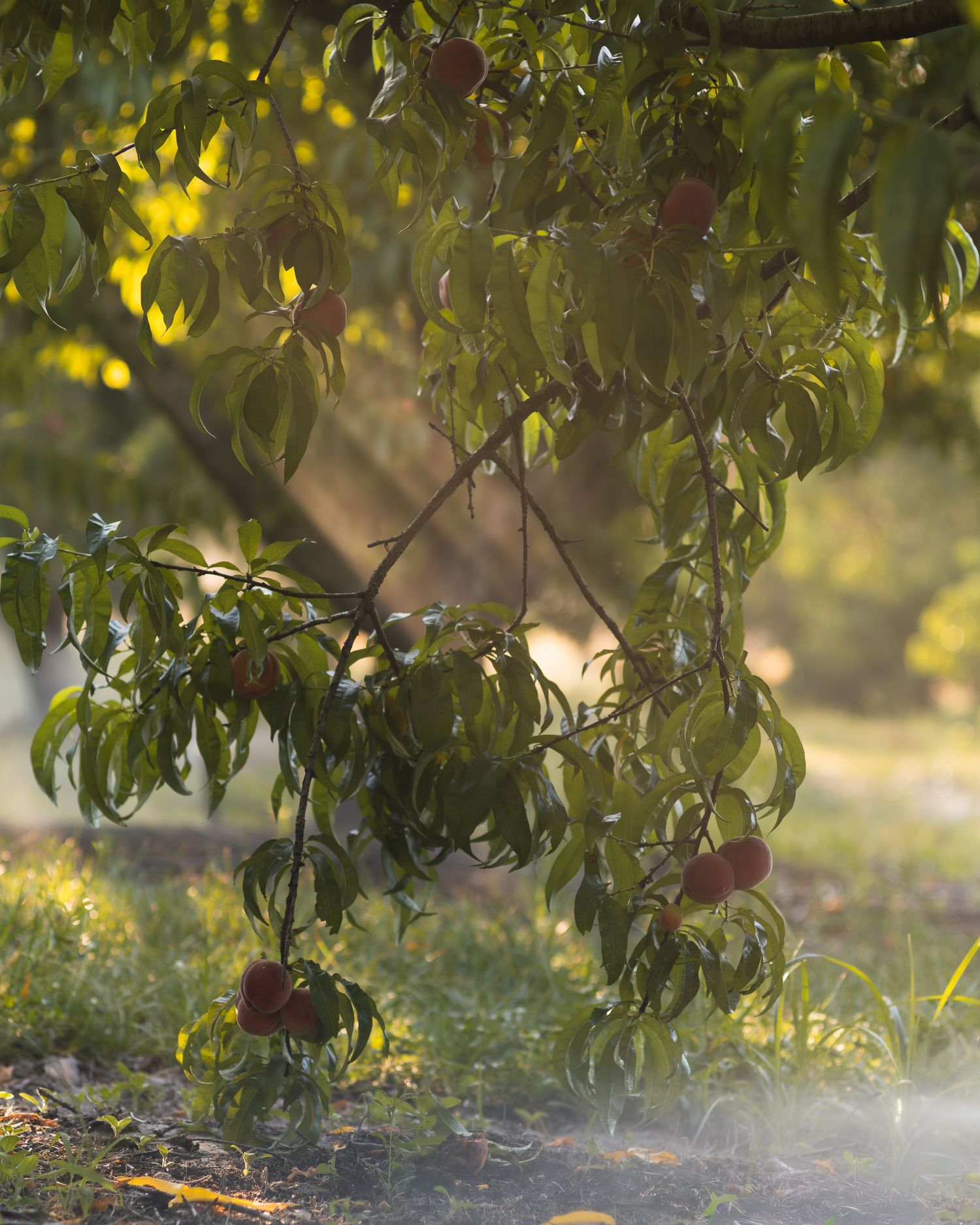Ripe peaches hanging from a sunlit tree in a lush orchard, with golden light filtering through green leaves.
