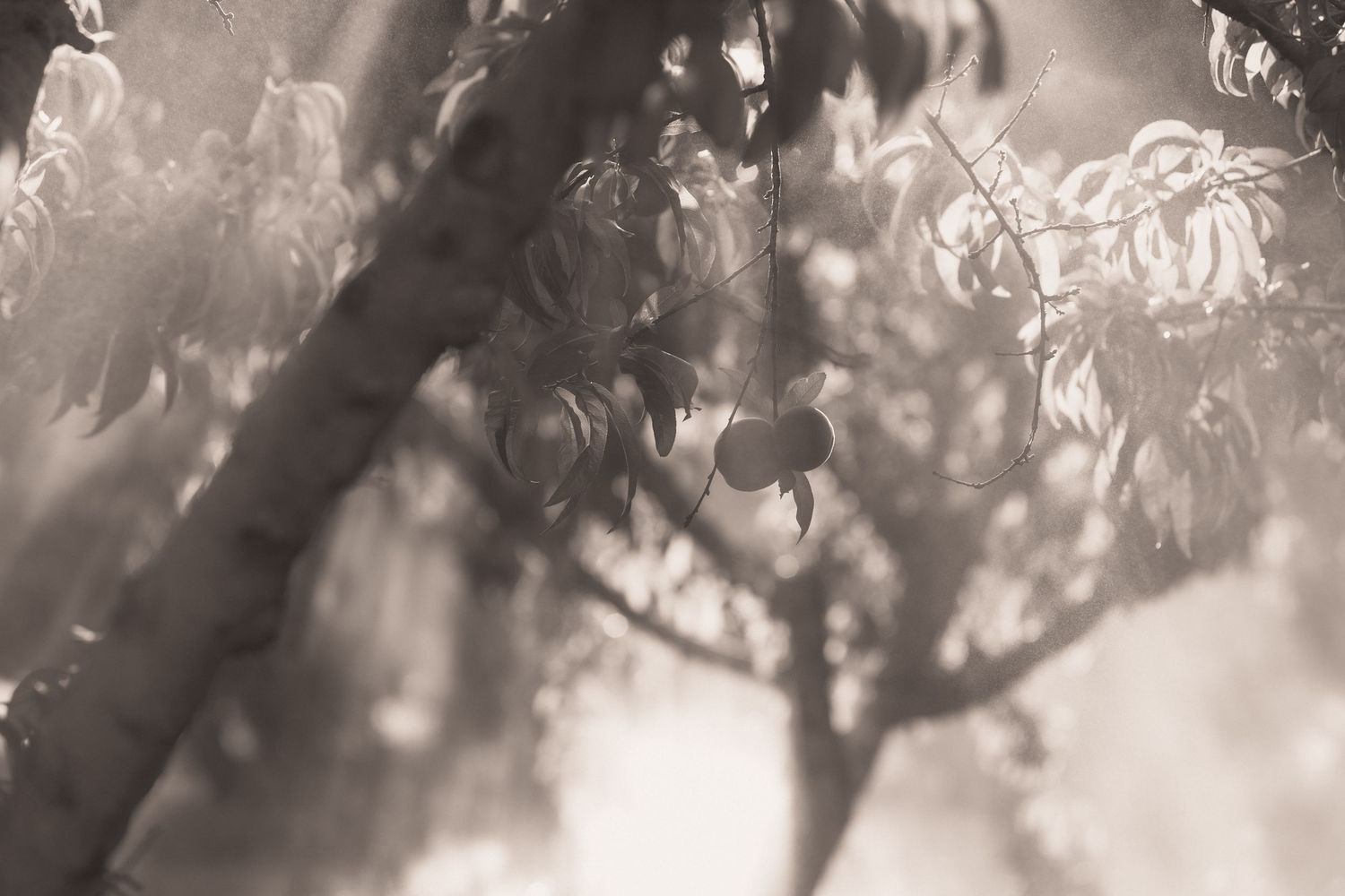 Sepia-toned photograph of fruit hanging from tree branches in soft, misty light.