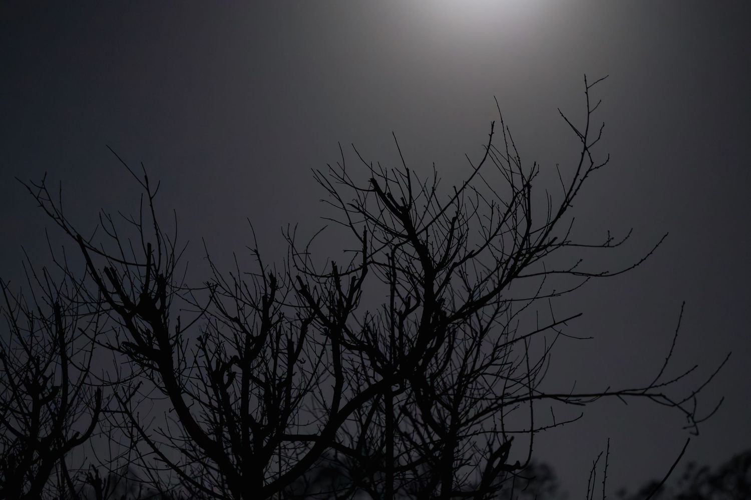 Bare tree branches silhouetted against a dark night sky with a glowing full moon creating an eerie atmosphere.