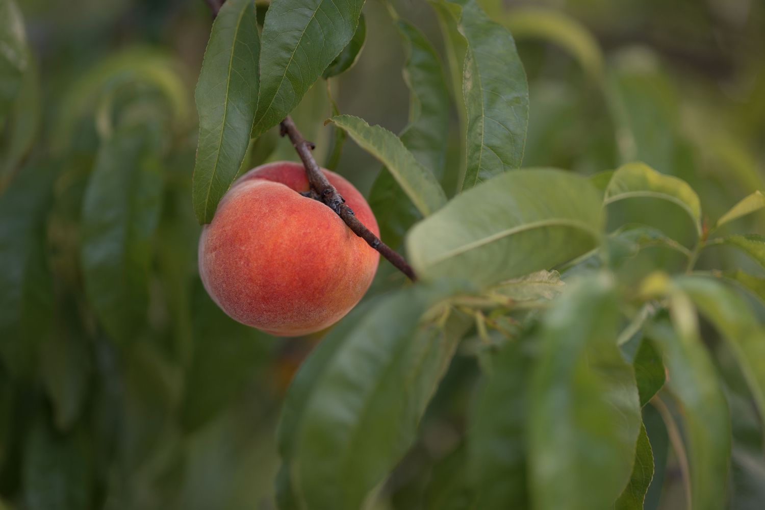 A ripe peach hanging on a tree branch surrounded by green leaves in a natural orchard setting.