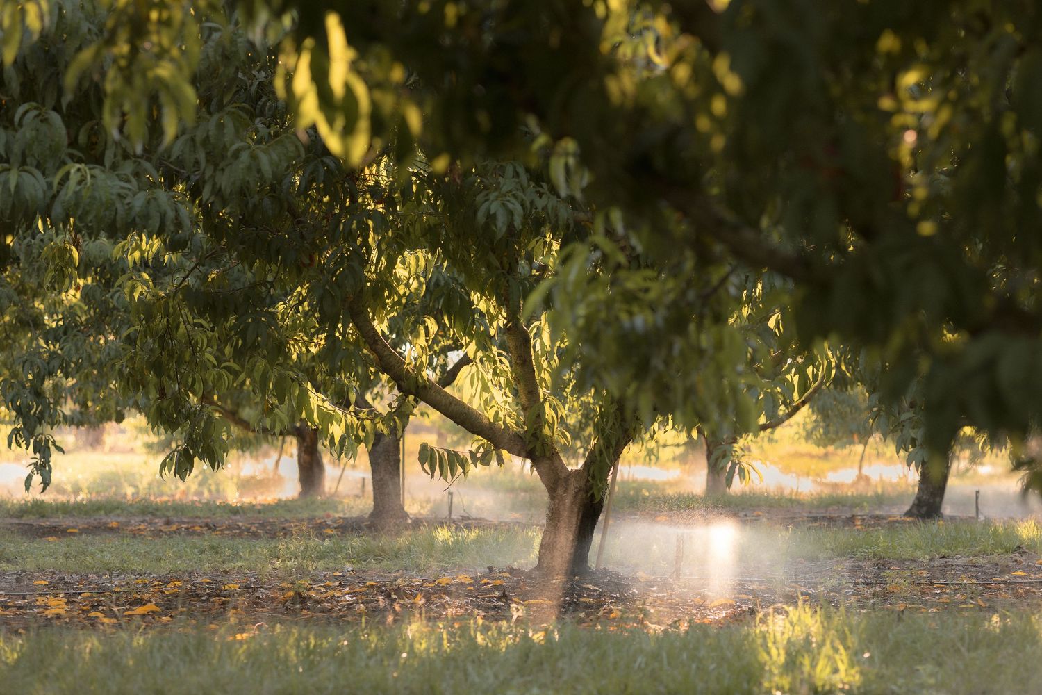 Sunlight filters through lush green peach orchard trees casting golden rays across a peaceful grove at sunset.