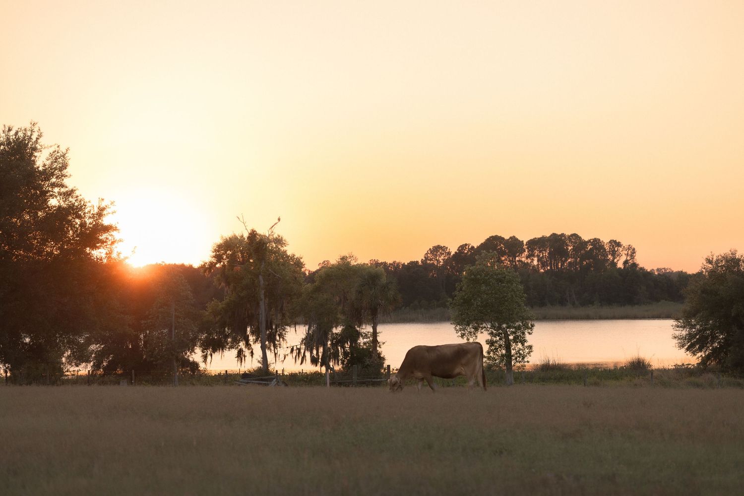 A cow grazes peacefully in a field at sunset with a serene lake and tall trees in the background.