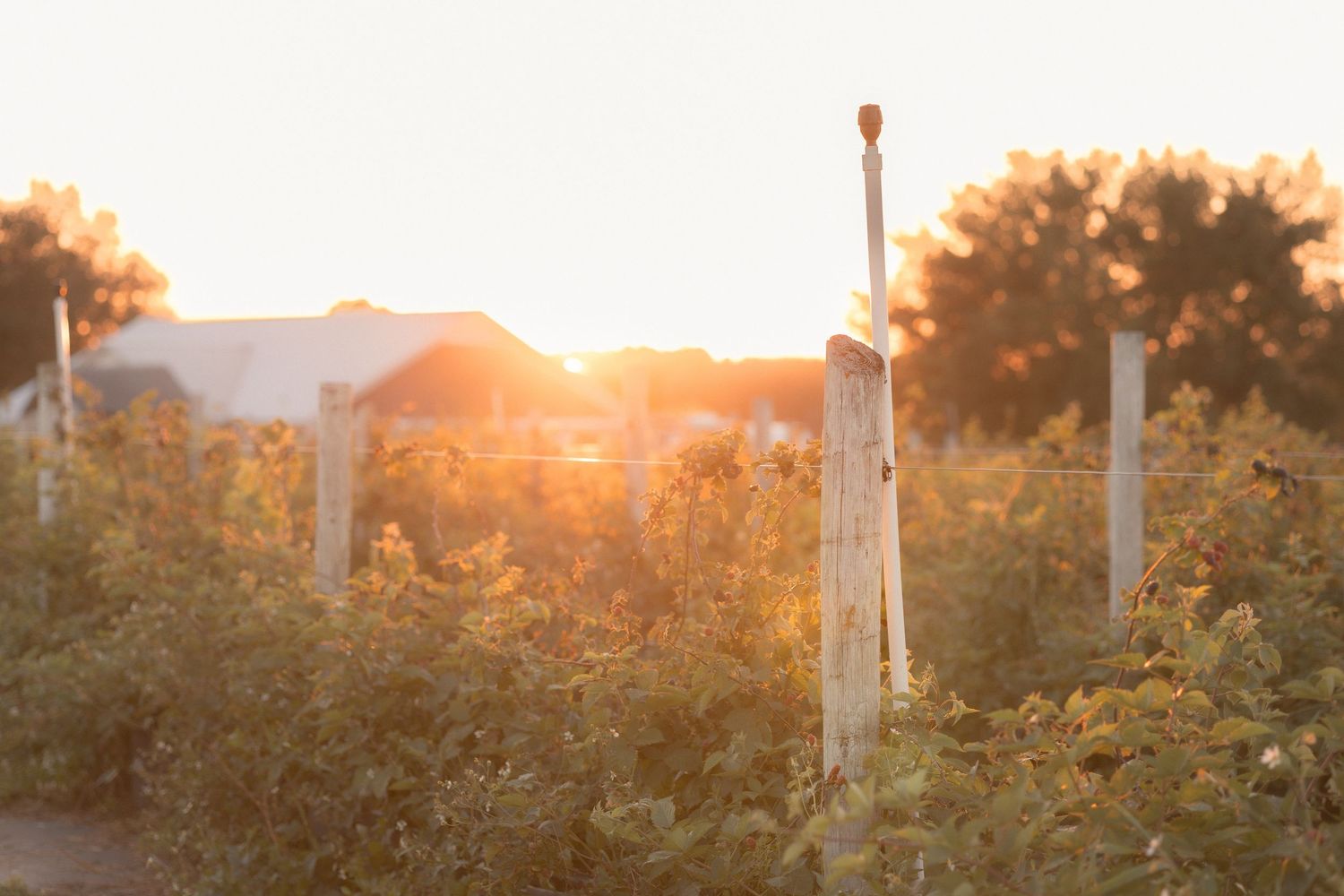 Golden sunset light illuminates a lush vineyard with wooden posts and green foliage, with a white building visible in the background.