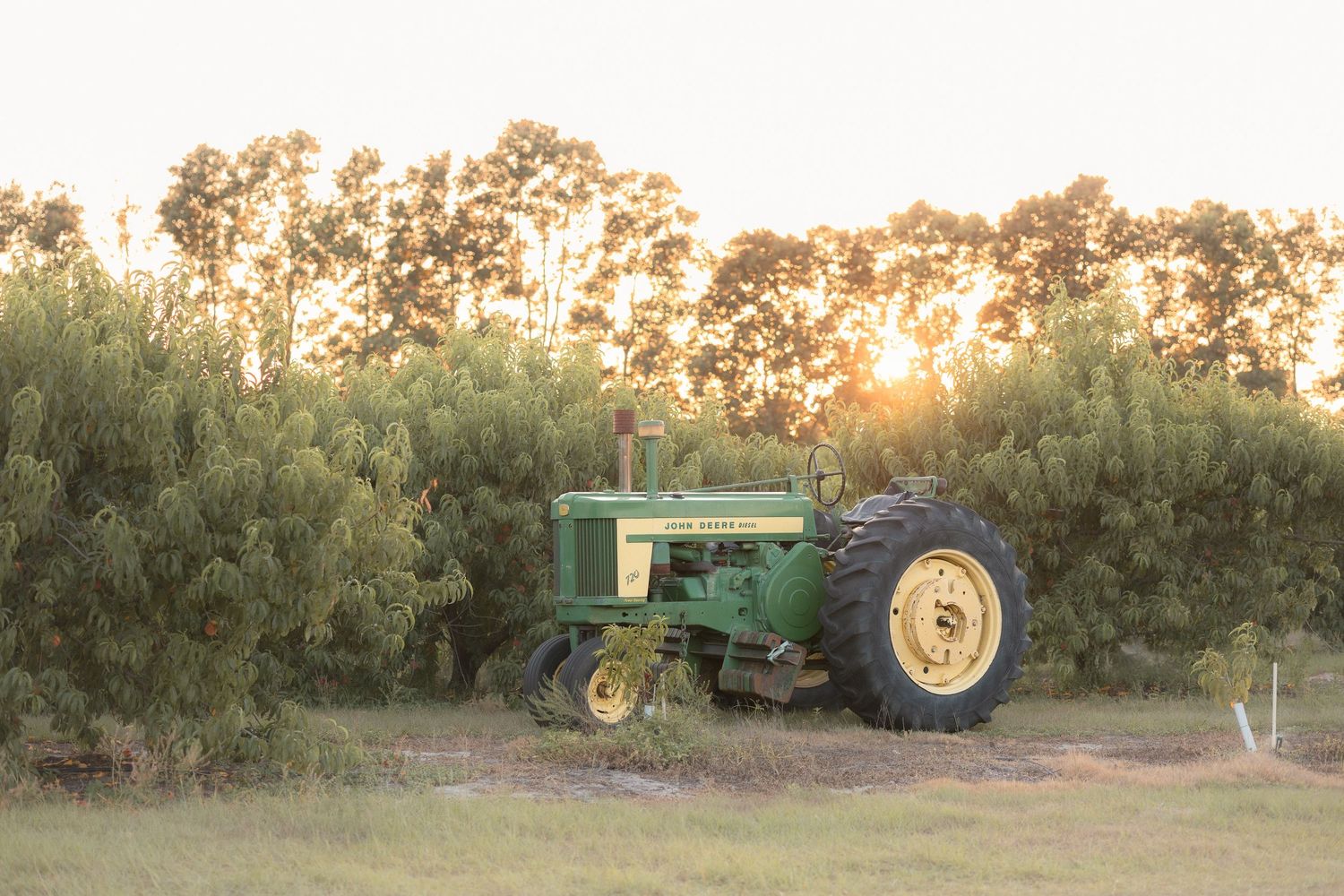 Vintage green John Deere tractor parked in a farm field at golden sunset with lush trees in the background.