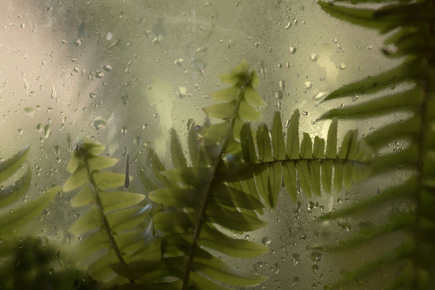 Raindrops on glass with lush green ferns visible through the wet window on a rainy day.