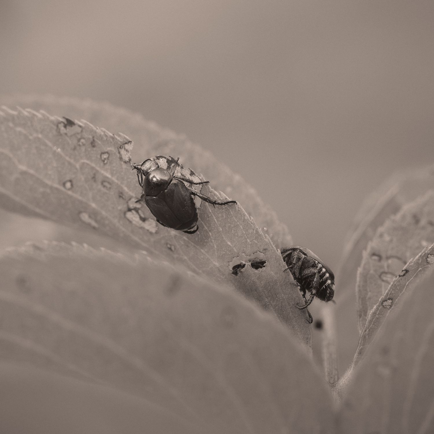 Two insects on a dew-covered leaf in a black and white macro photograph.