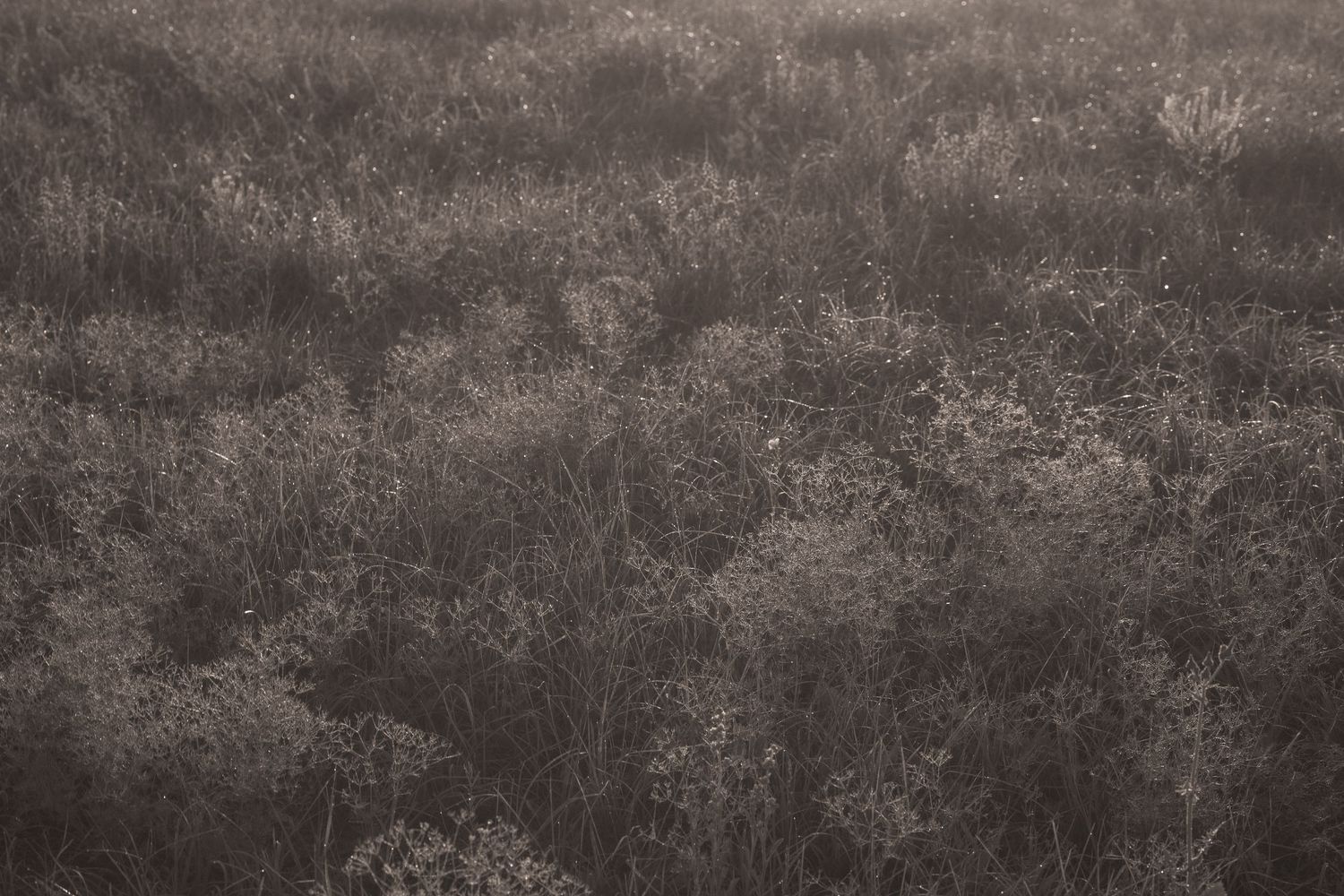 Dense field of dry, frost-covered shrubs and wild grasses in muted sepia tones during a misty winter morning.