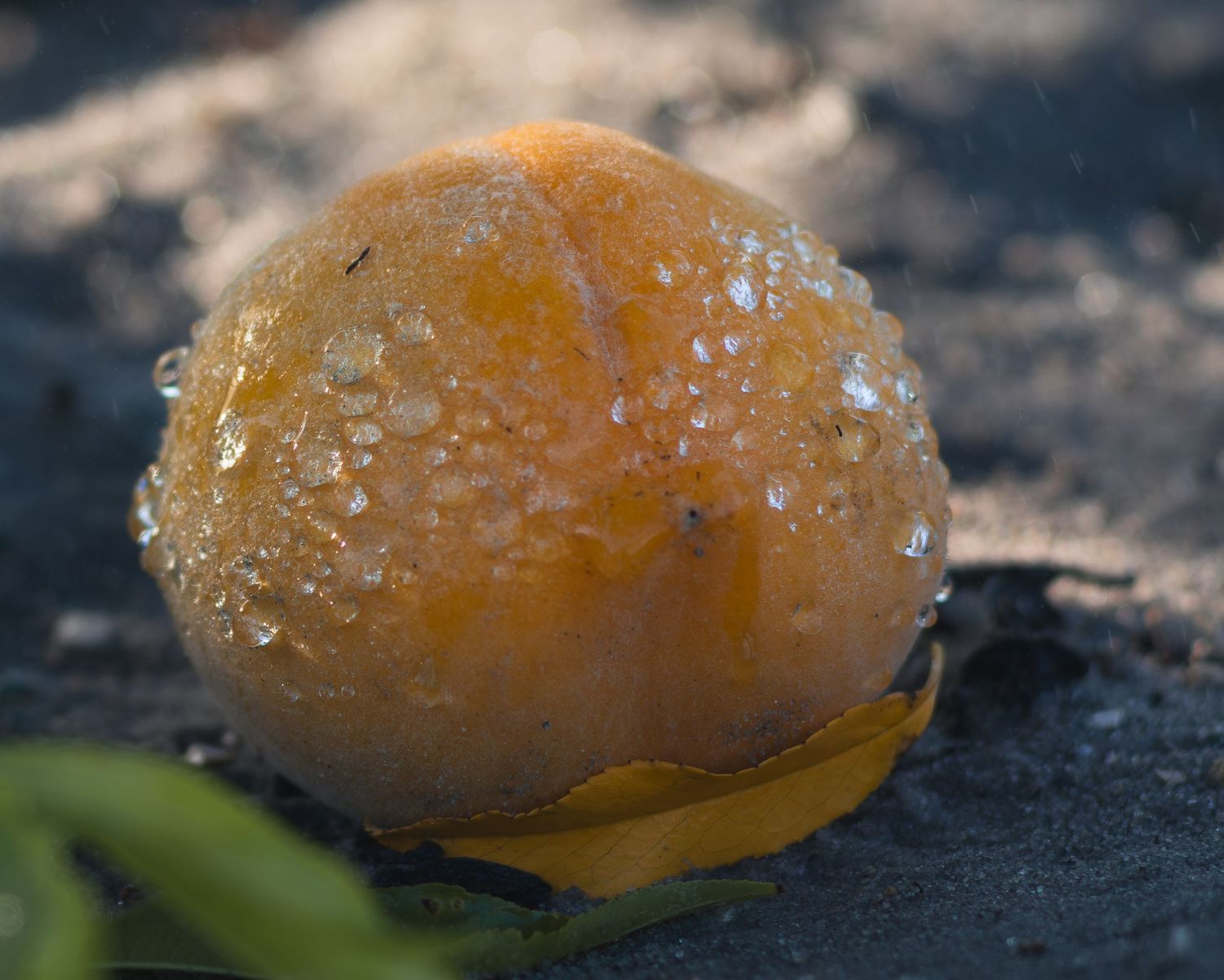 Close-up of a wet, glistening orange fruit resting on dark ground with water droplets on its surface.