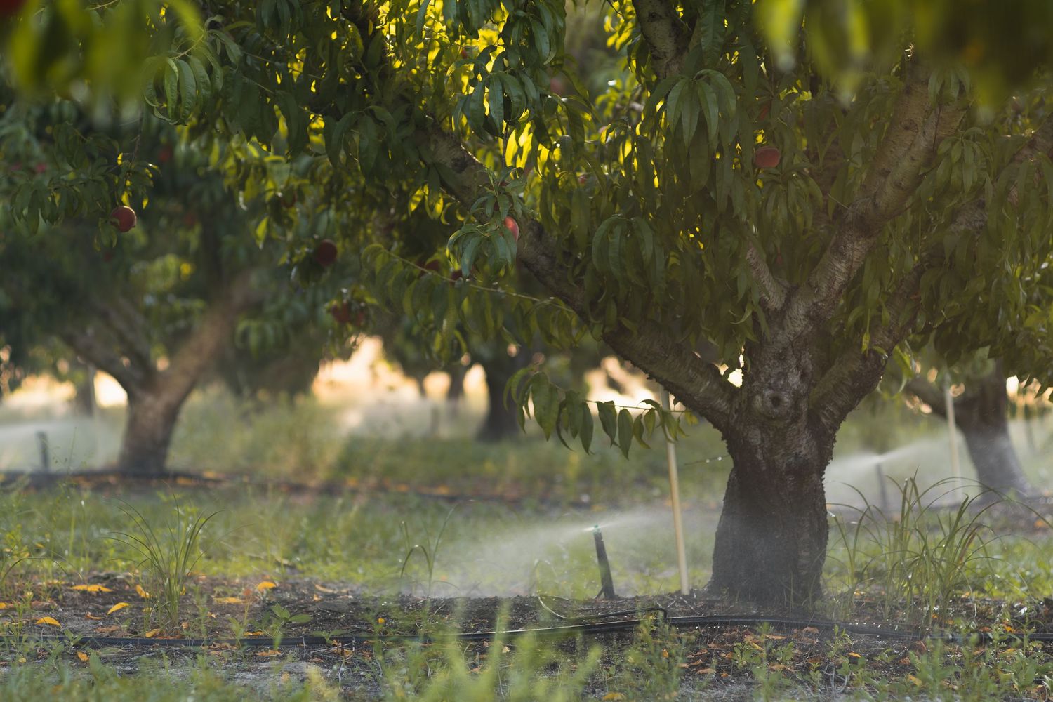 Irrigation sprinklers watering a lush peach orchard with rows of fruit trees in warm golden sunlight.