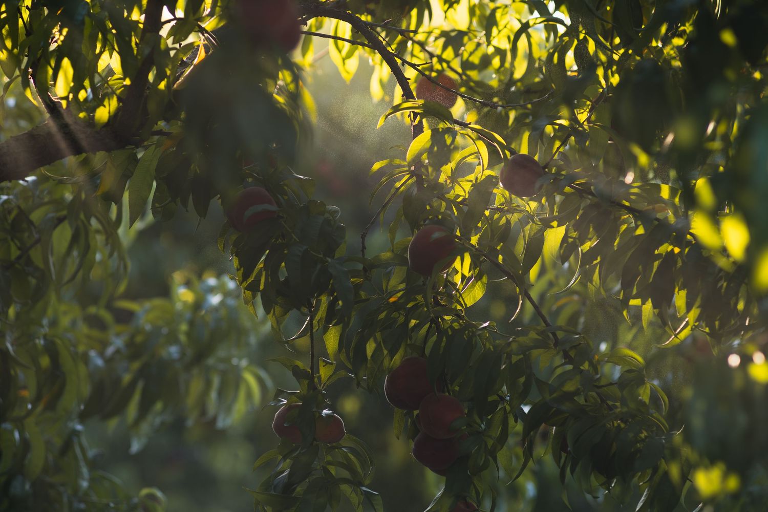 Ripe peaches hanging on a sunlit tree with green leaves glowing in warm golden light.
