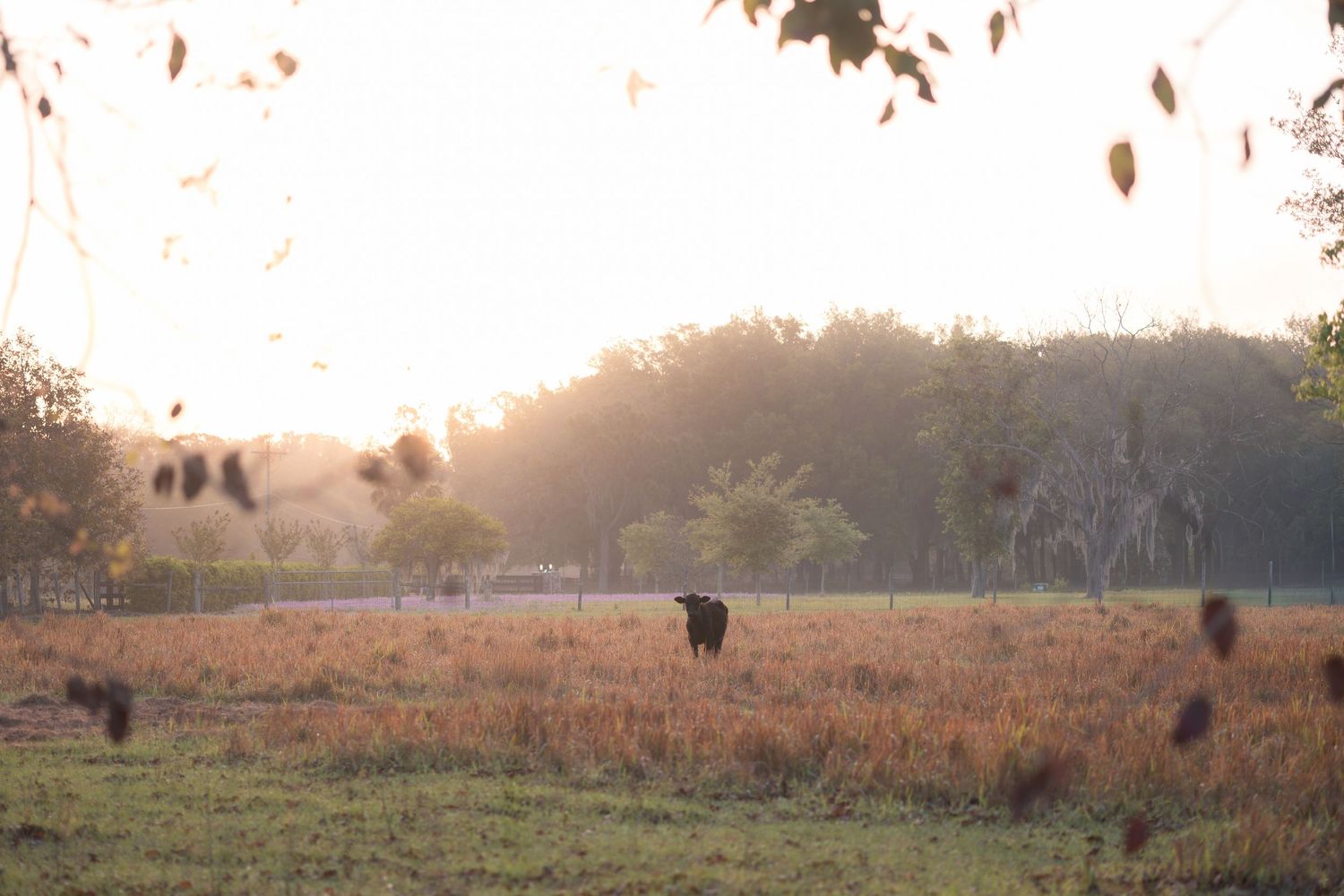 A lone black cow grazes in a golden sunlit field at sunrise with misty trees in the background.