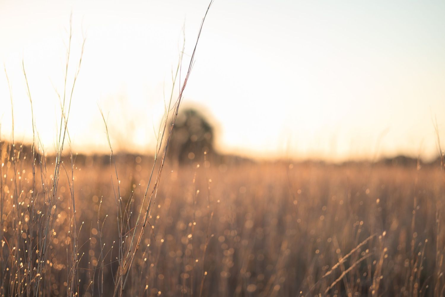 Golden sunlight illuminates dewdrops on a misty field at sunrise creating a dreamy natural backdrop.