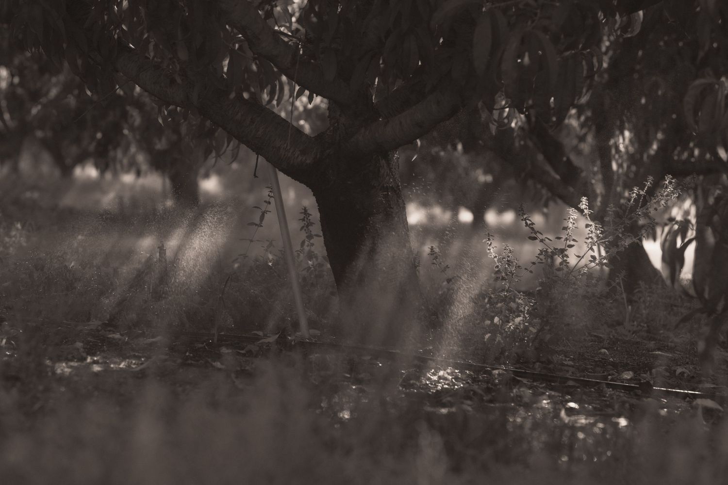 Sepia-toned forest scene with rain falling through trees, light rays filtering through misty woodland atmosphere.