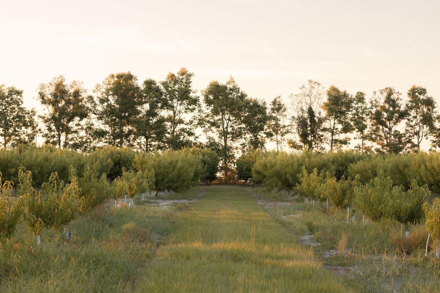 A serene tree-lined path through a lush green orchard glowing in warm golden sunset light.
