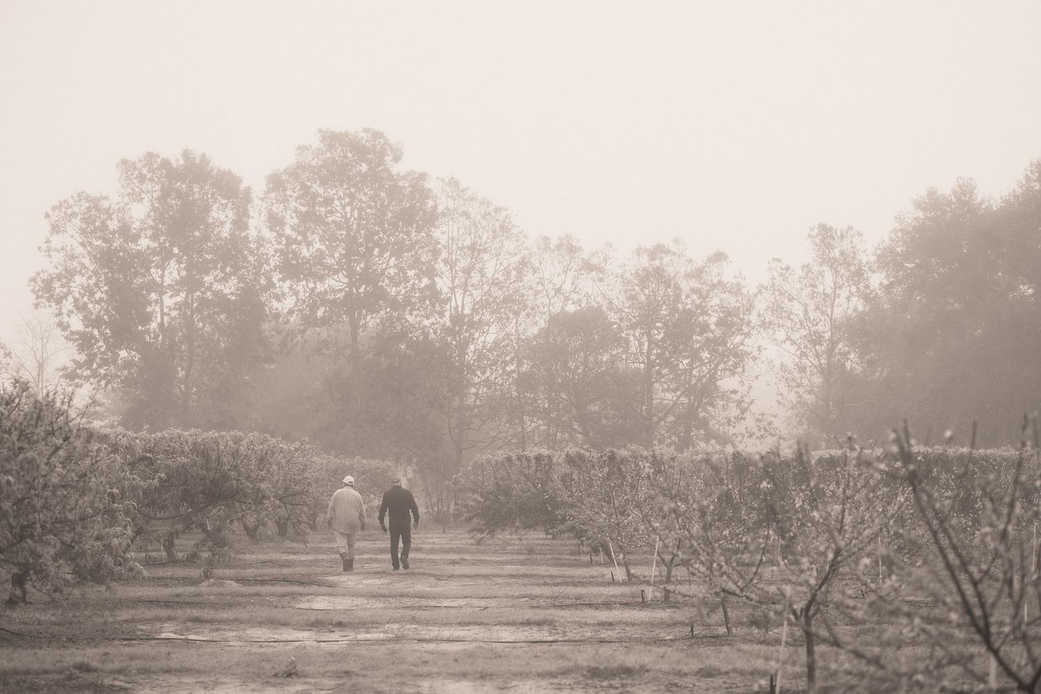 A vintage black and white panoramic photograph shows an orchard landscape with trees stretching into the misty distance.