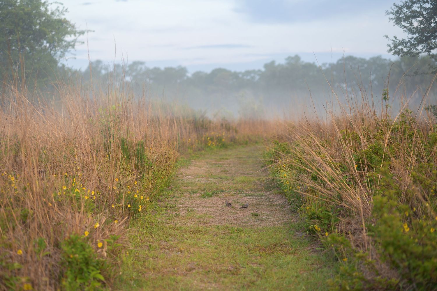 A misty dirt path winds through tall golden grasses in a foggy meadow with trees in the background.