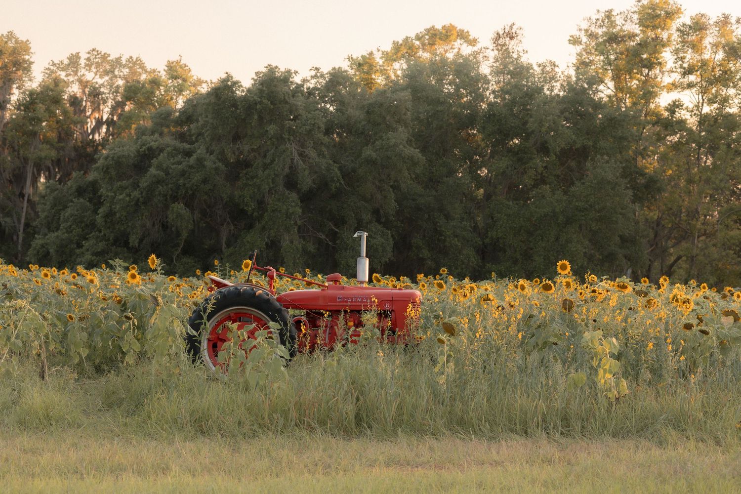 Red vintage tractor parked in a vibrant sunflower field with lush green trees in the background at golden hour.