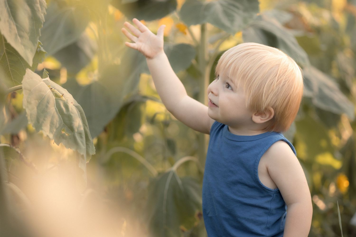 Curious toddler boy in blue tank top reaching up to touch sunflower leaves in a sunny garden.
