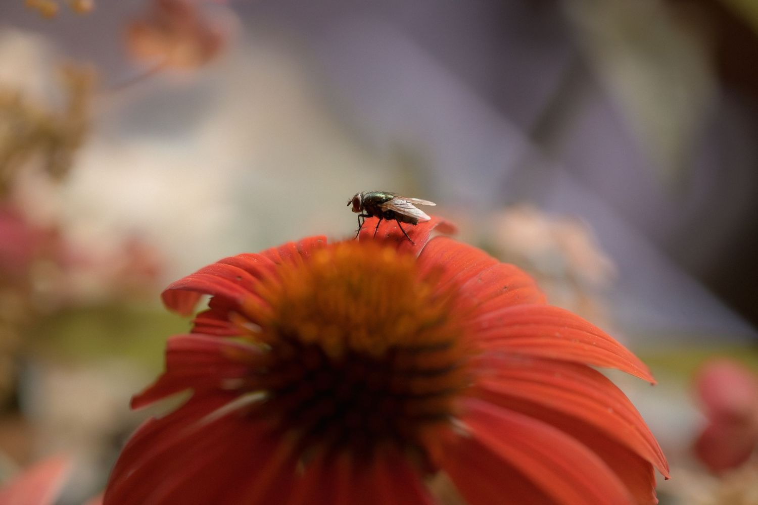 A fly resting on a vibrant red coneflower with a golden center, captured in sharp detail against a soft blurred background.