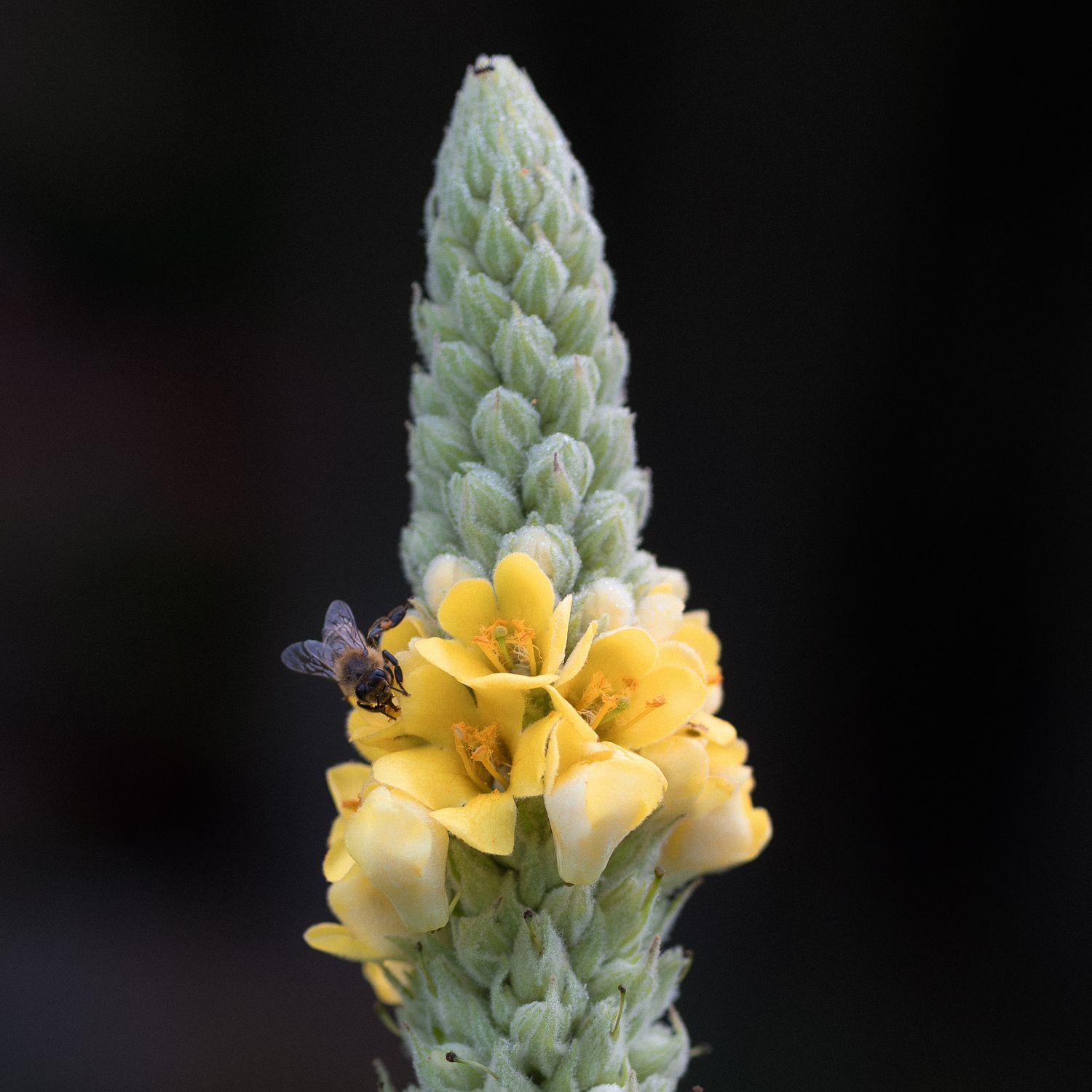 A honeybee pollinating yellow mullein flowers on a tall green spike against a dark background.