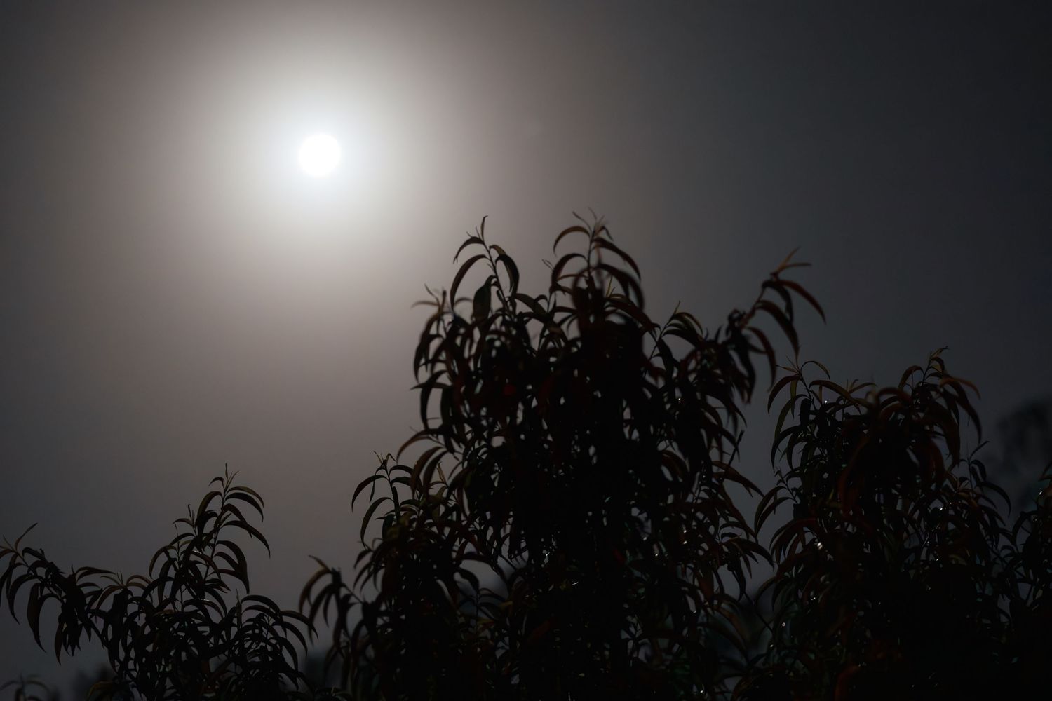 Moonlit night sky with glowing full moon through hazy clouds above dark silhouetted tree branches.