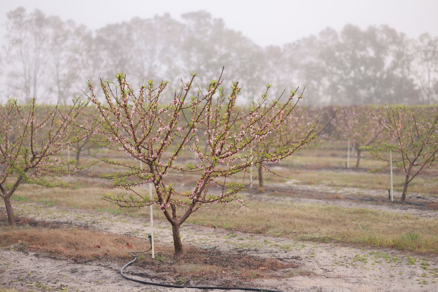 Row of dormant fruit trees in a misty orchard field during winter season.