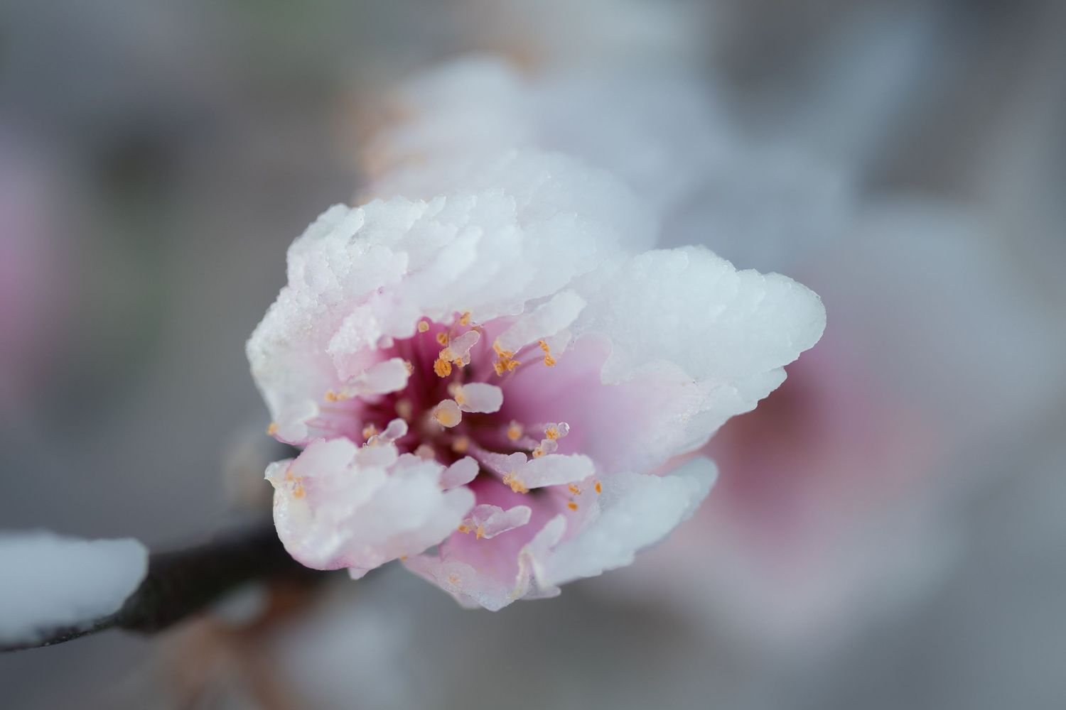 Close-up macro photography of delicate pink and white cherry blossom petals with soft blurred background.