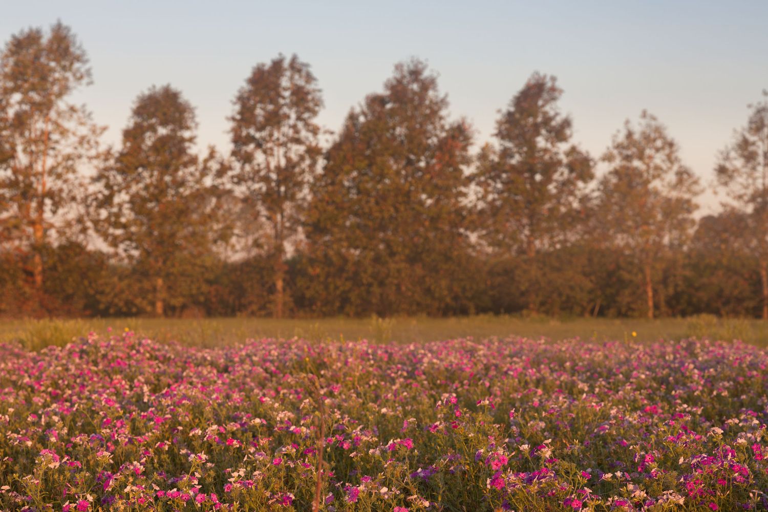 A vibrant field of pink and purple wildflowers stretches toward a row of autumn trees under a warm, hazy sky.