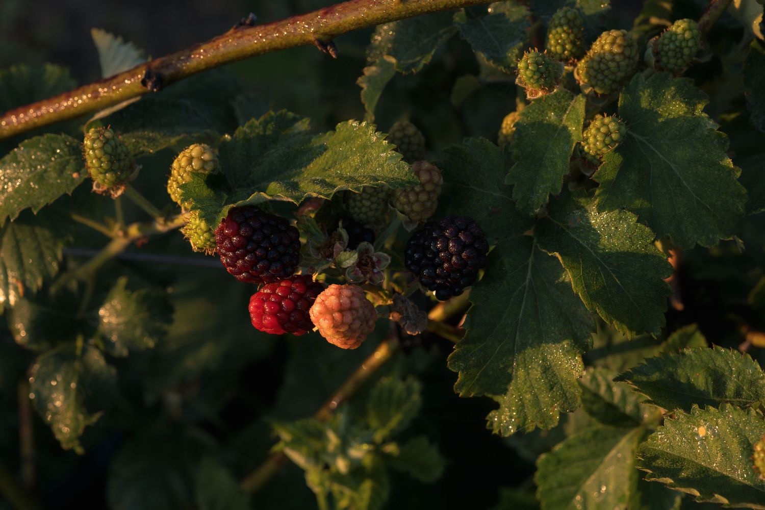 Blackberries in various stages of ripeness growing on a vine with green leaves in warm golden sunlight.
