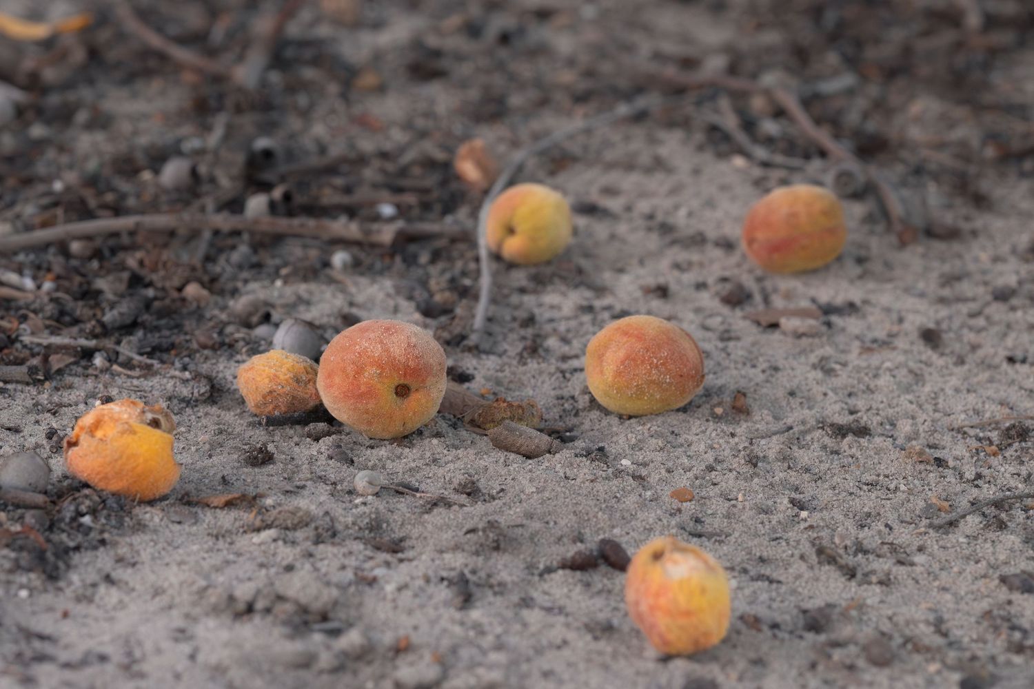 Fallen ripe apricots scattered on sandy ground with dry leaves and debris.
