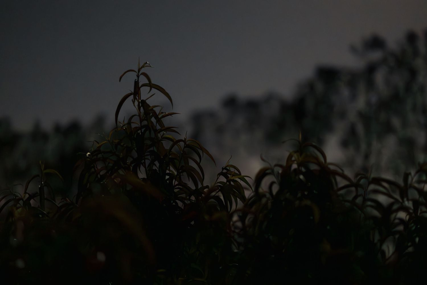 Dark silhouette of wild plants and trees against a dim night sky in a moody outdoor nature scene.
