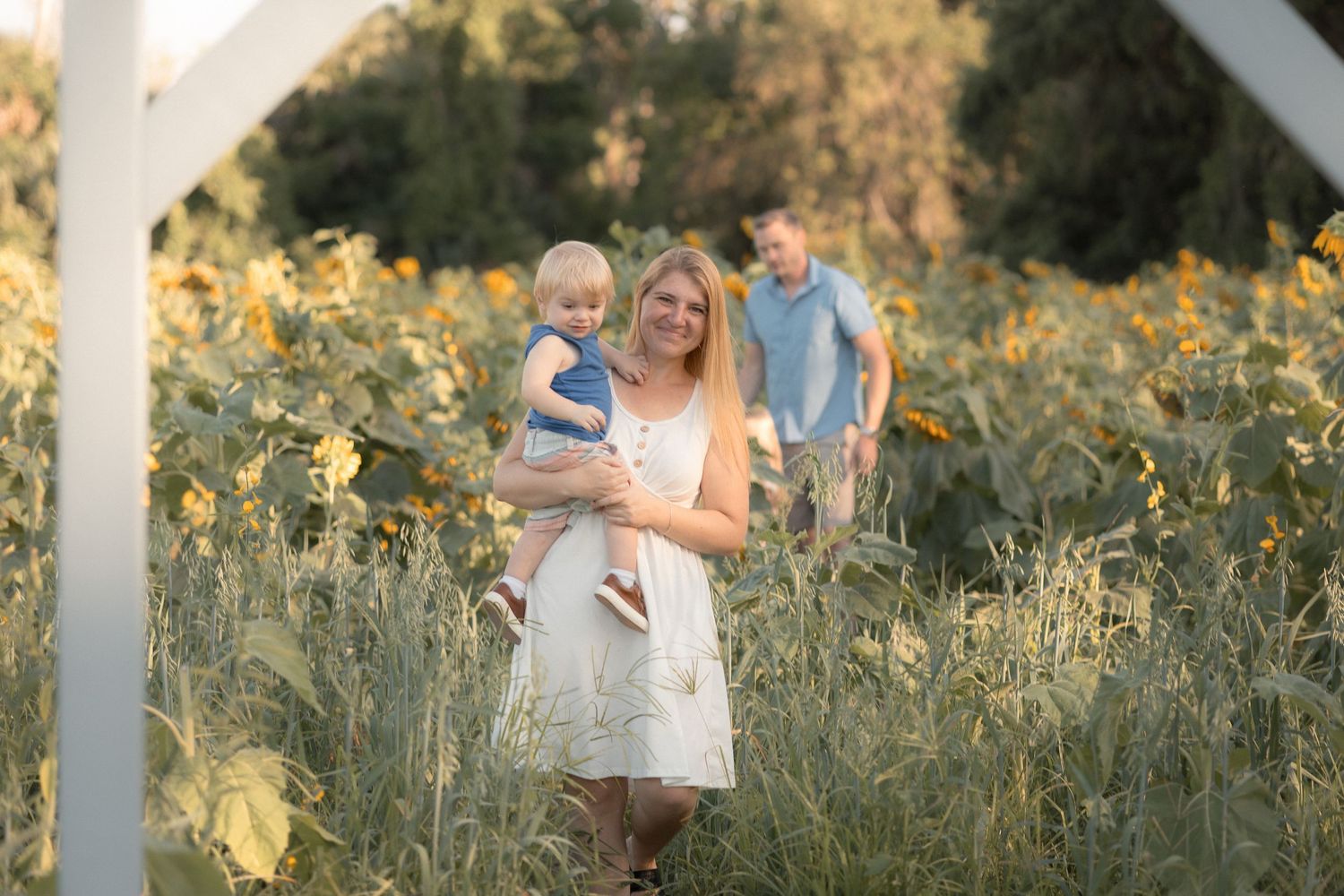 Family posing in a sunflower field, mother holding toddler in white dress, father standing behind on a sunny day.